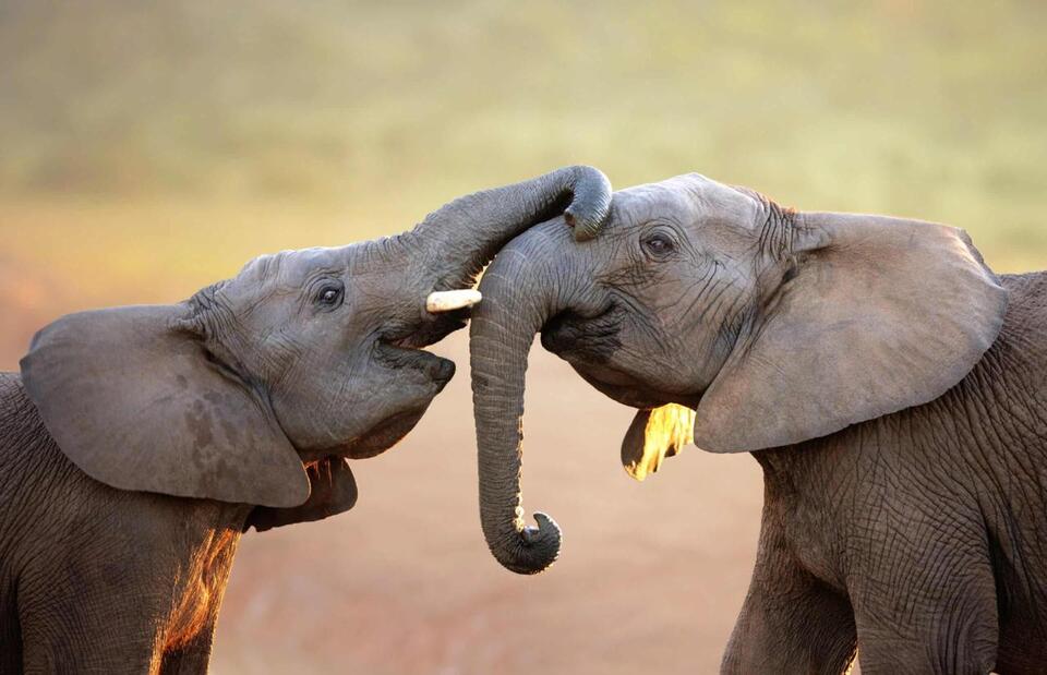 Elephants Have Names for Each Other?!