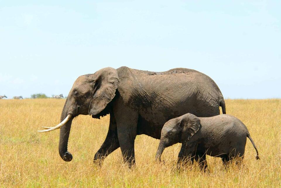 Elephants Have Names for Each Other?!