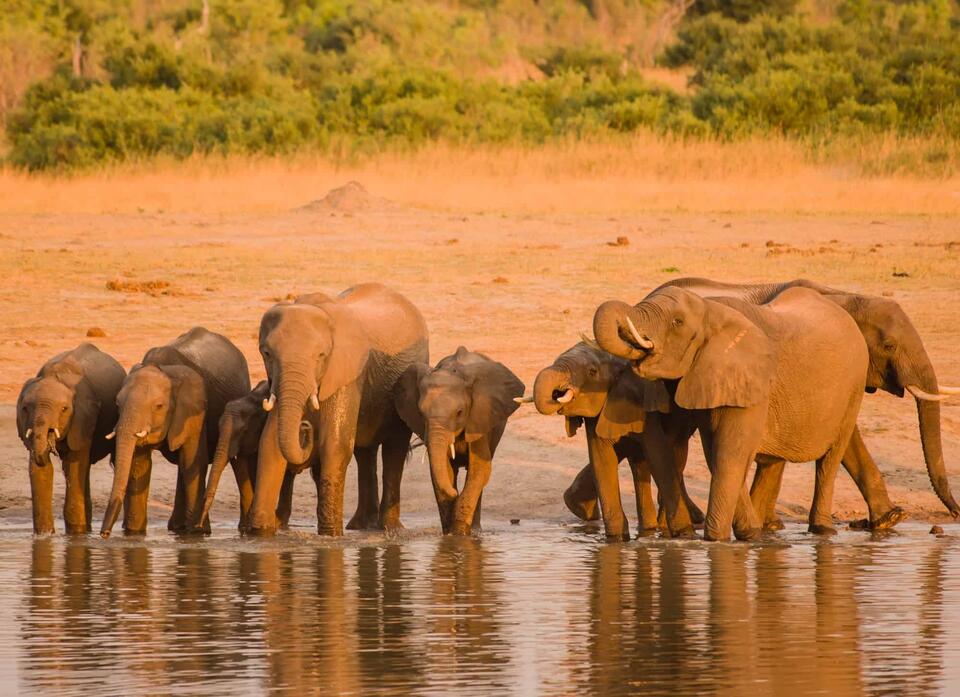 Elephants Have Names for Each Other?!