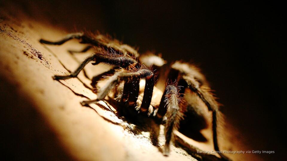 Tarantula Road Trip Incoming!