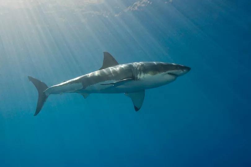 Shark Encounters Are Getting Wild!