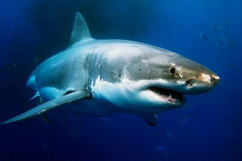 Shark Encounters Are Getting Wild!