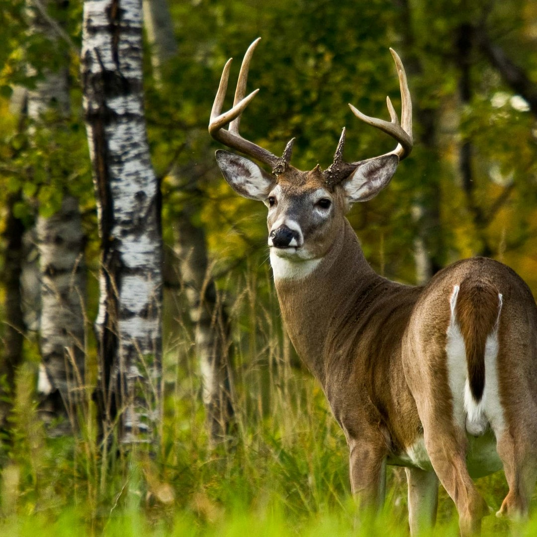 Why mature bucks are so hard to hunt?
