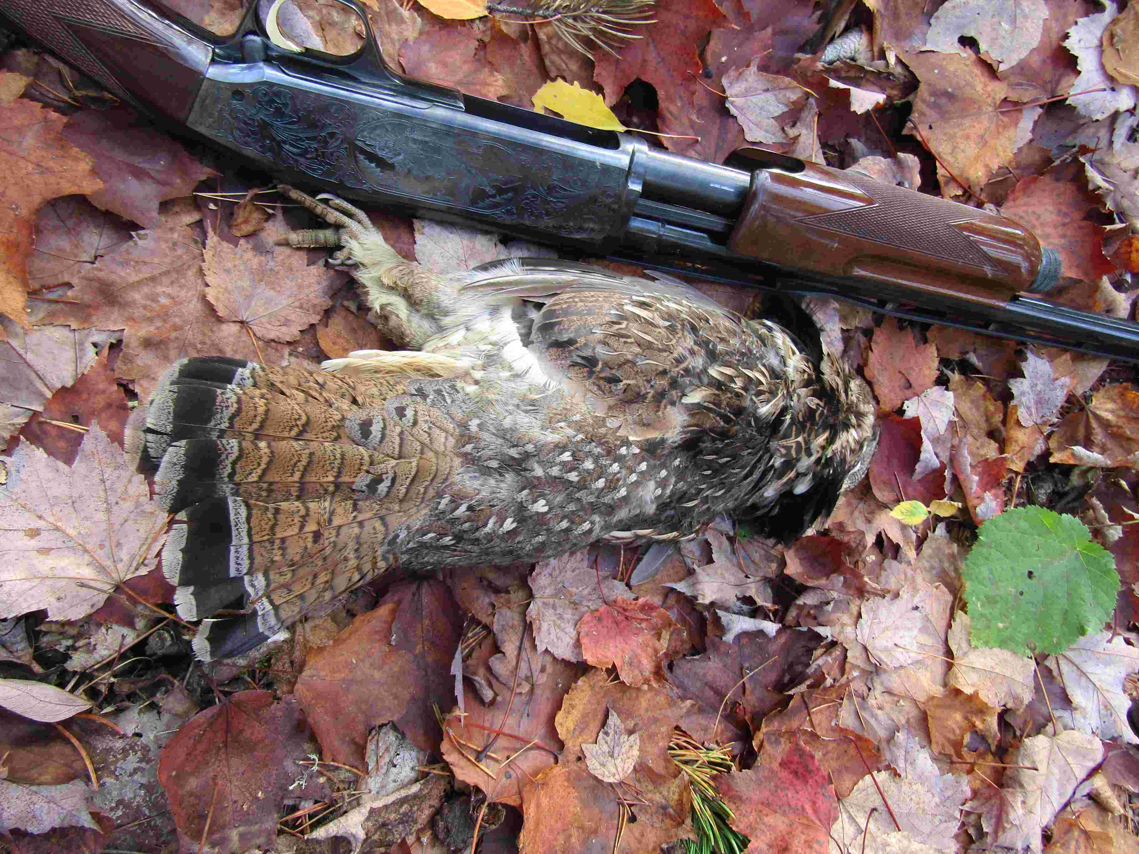 First time hunting with pointing dogs - wow! 🐕