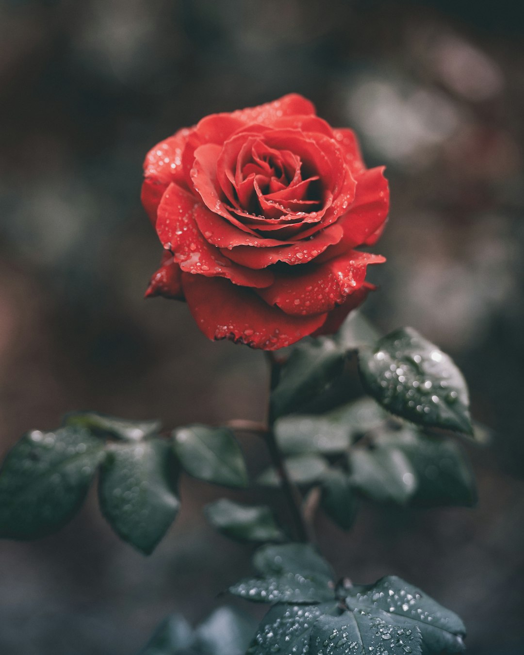 Is there a perfume that smells like a fresh rose up close?