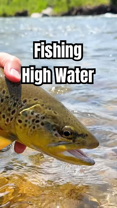 Don’t rush after the rain—wait for trout