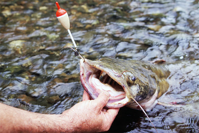 Flathead catfish will eat ANYTHING?! 😳