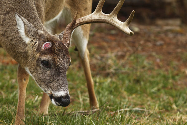 Why do bucks shed antlers at different times?