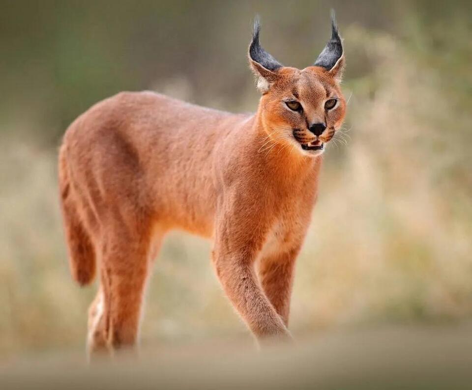 Caracal Spotted After 20 Years! 🐾