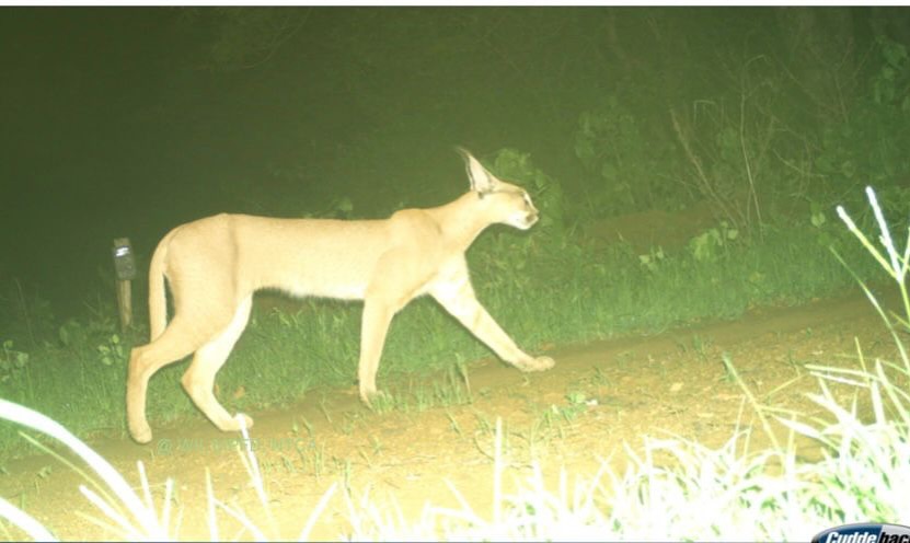 Caracal Spotted After 20 Years! 🐾