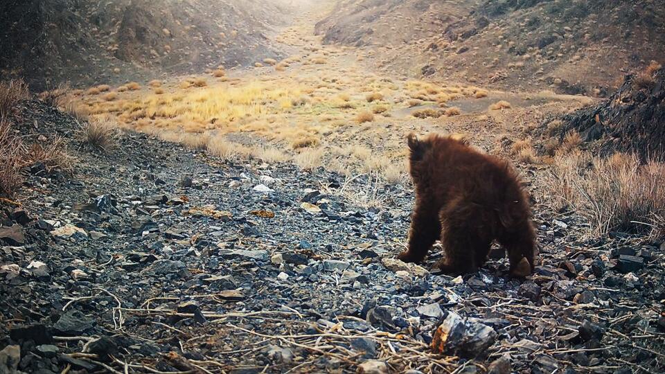 Gobi Bear Cub Spotted! 🐻 Fans Are Freaking Out