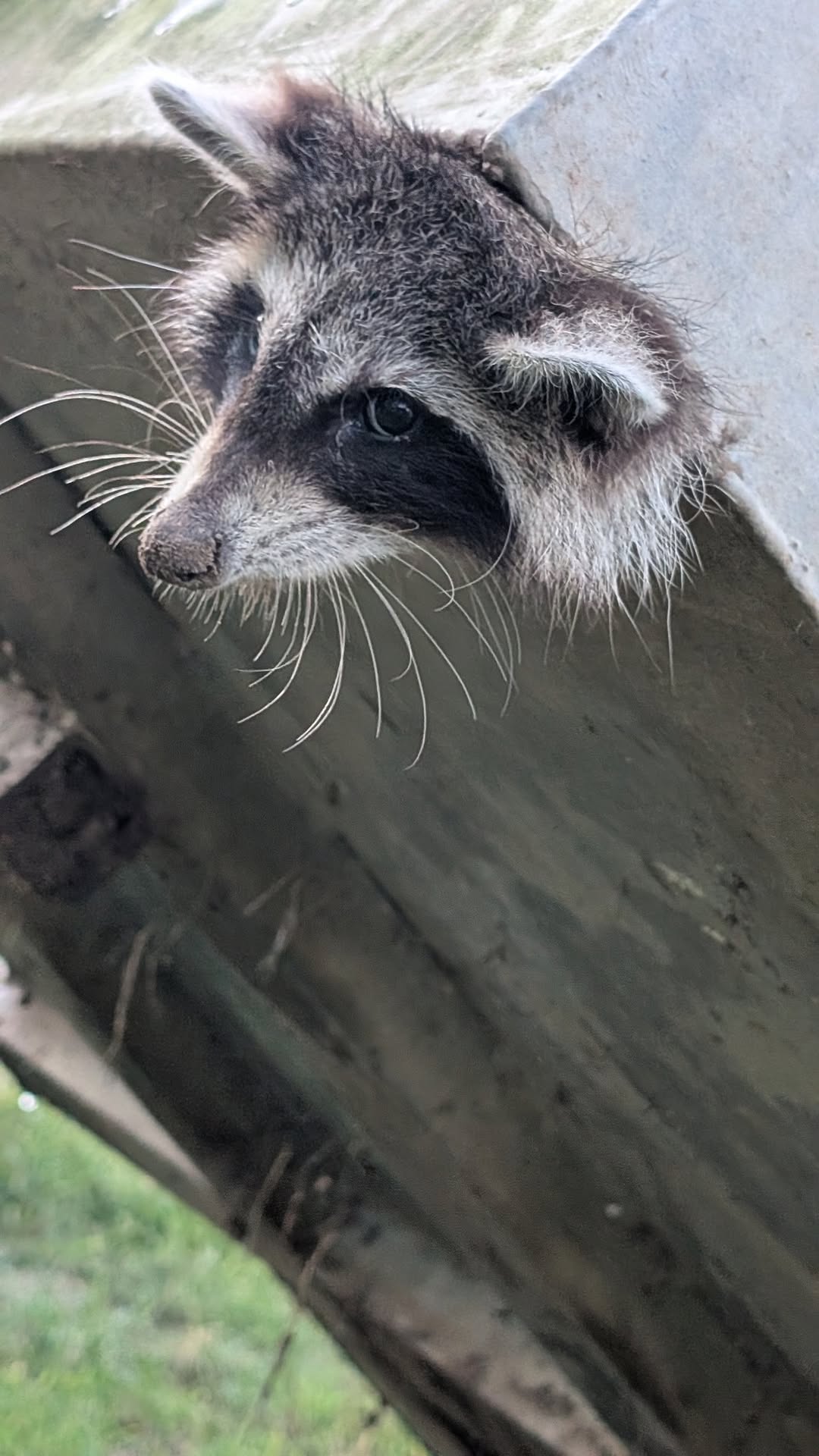 Vidor crew’s wild raccoon rescue in a dumpster