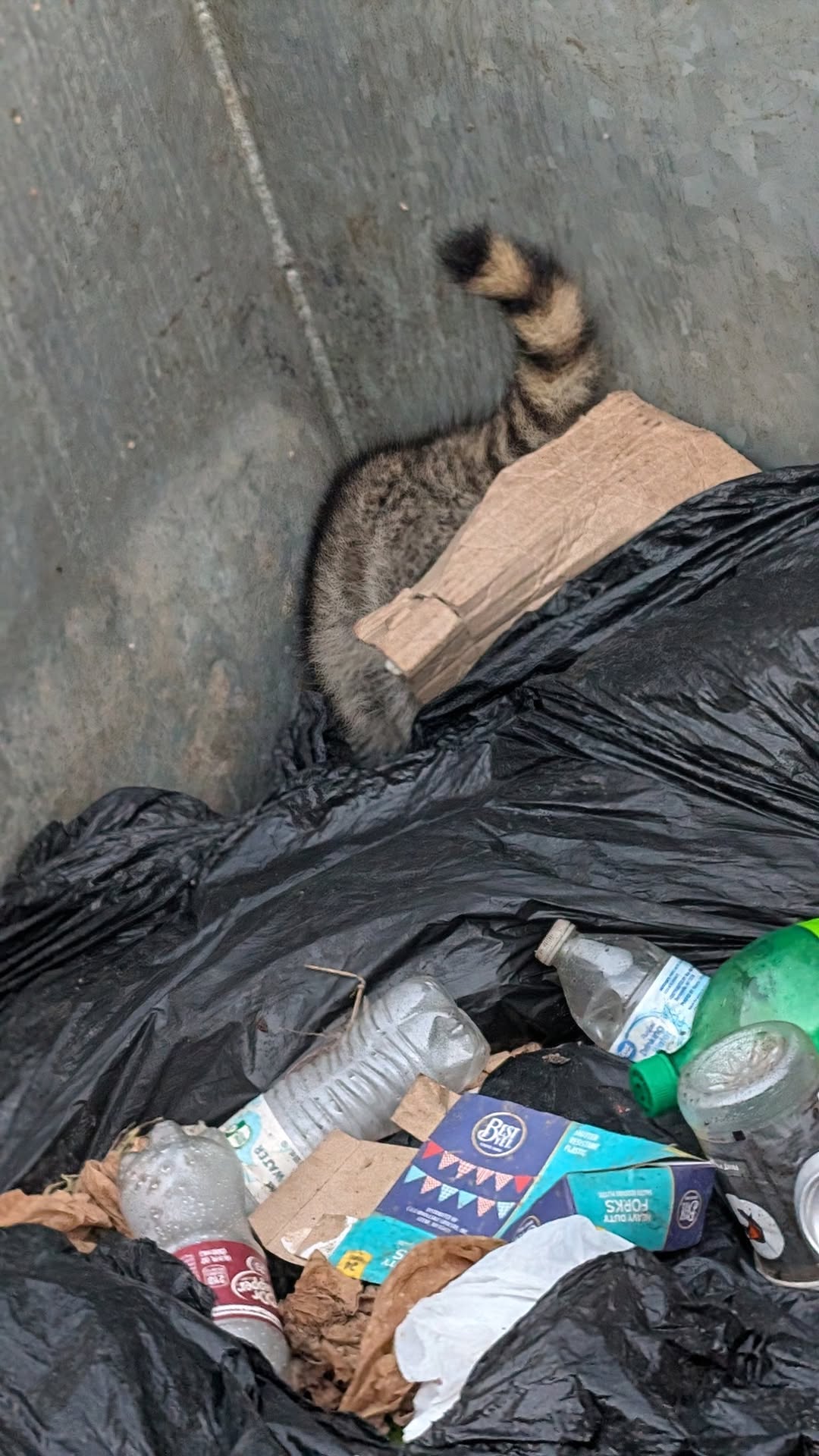 Vidor crew’s wild raccoon rescue in a dumpster