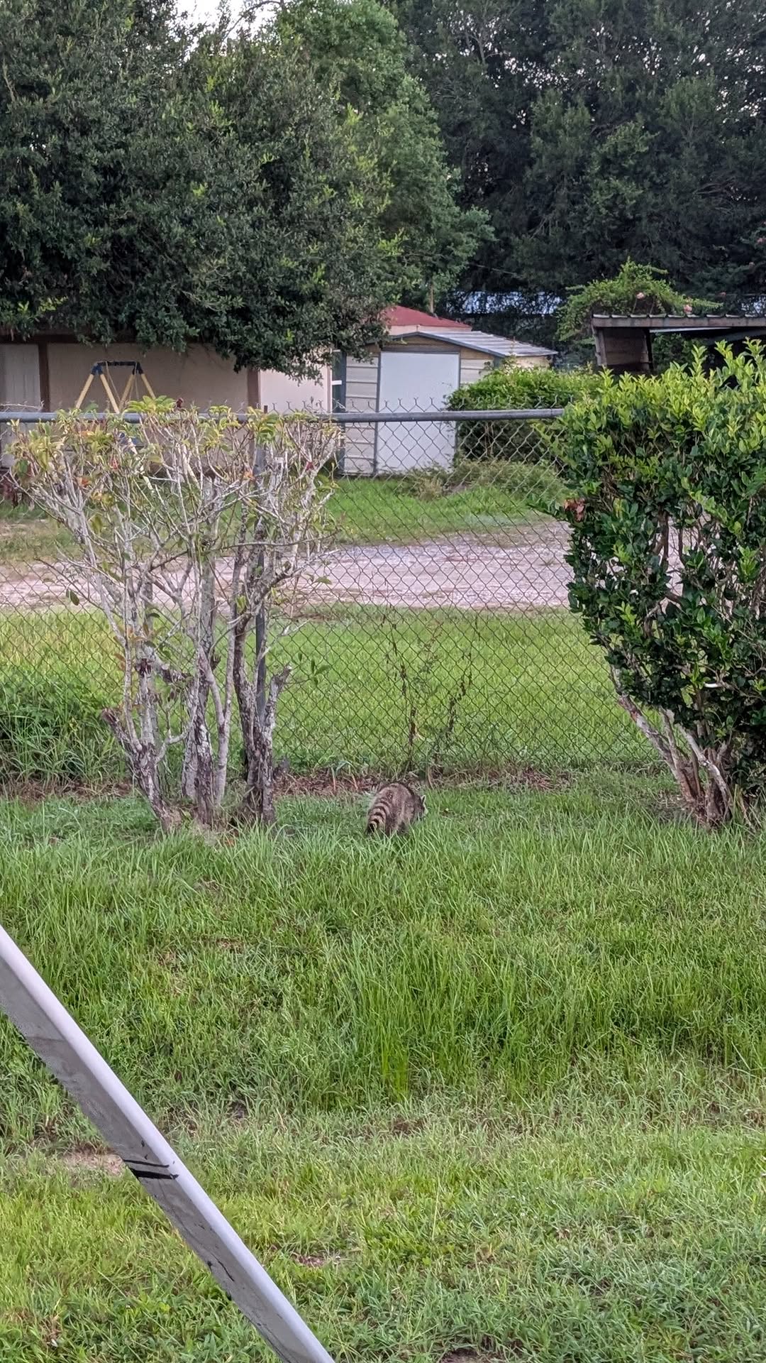 Vidor crew’s wild raccoon rescue in a dumpster