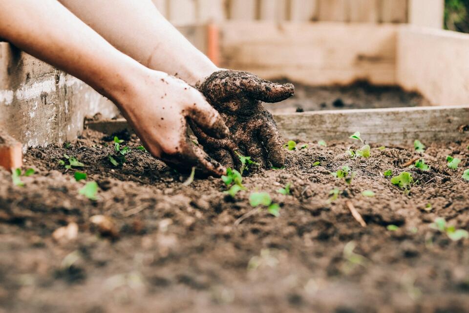4 Veggies You Can Still Plant Now