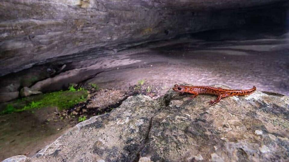 Cave Dirt Just Changed Animal History?!