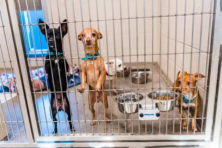 Charlotte cats need homes—here’s how to help