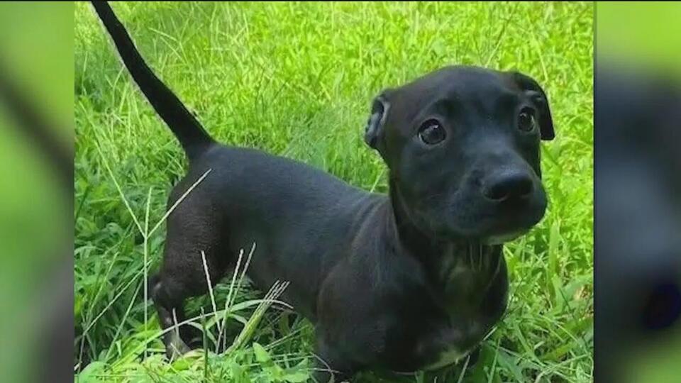 Dachshund puppy drama at Chicago shelter