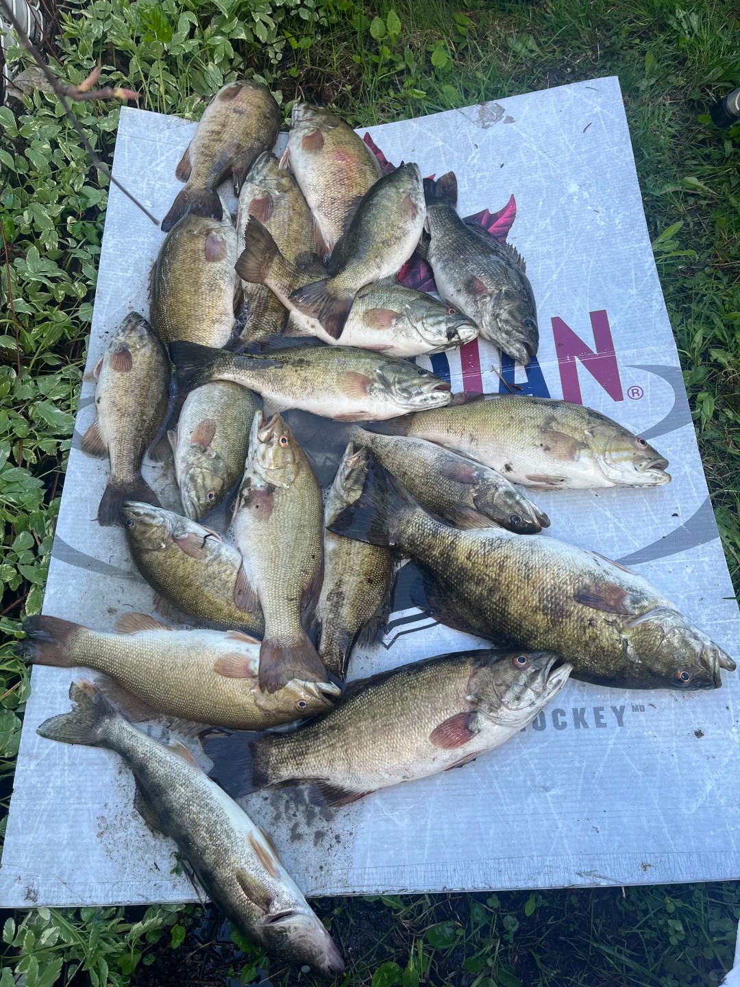 From zero to catching fish in 6 months💡