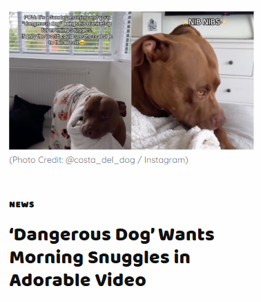 ‘Dangerous’ Bully Melts for Morning Cuddles 🐶