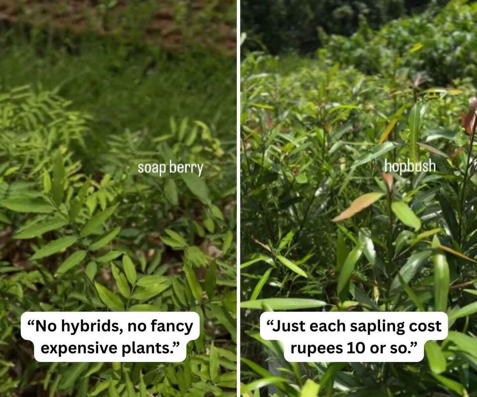 Secret $1 Plant Sale Grows Local Forests