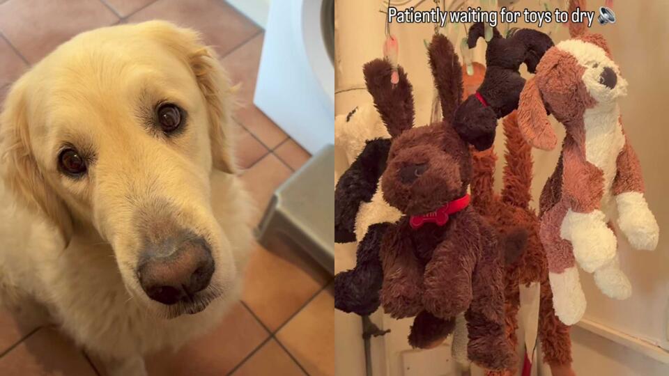 Golden’s Toy Drama: Waiting Game!