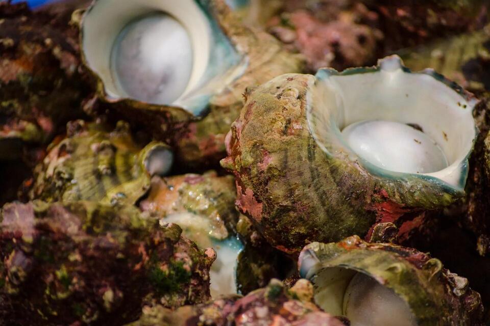 Ocean Creatures Are On the Move!