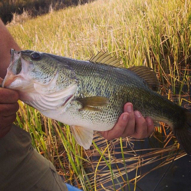 It's called "Fishing" not "Catching" 😄