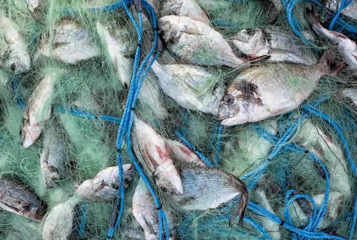 I hate fishing just to Fill Freezers 🥶