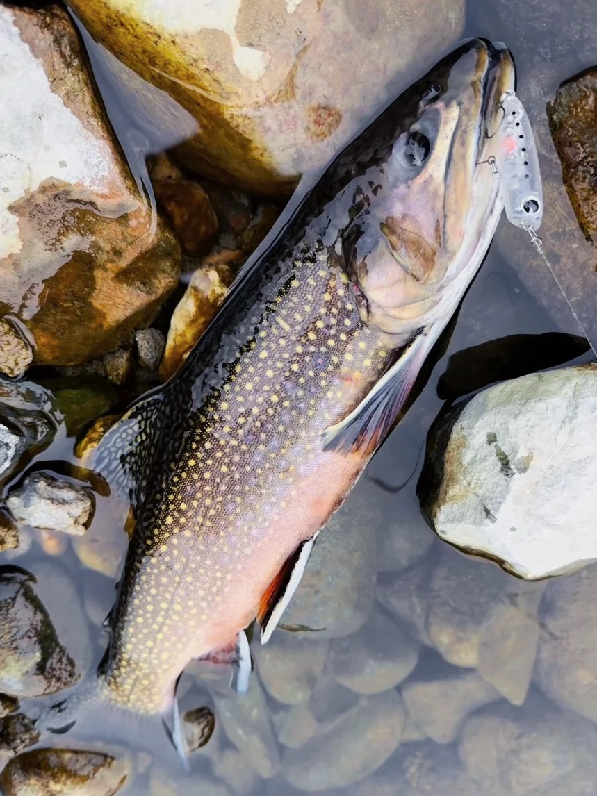 Getting ready for summer salmon runs 