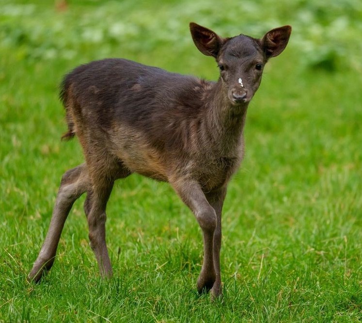 Ever seen a black deer in the wild?