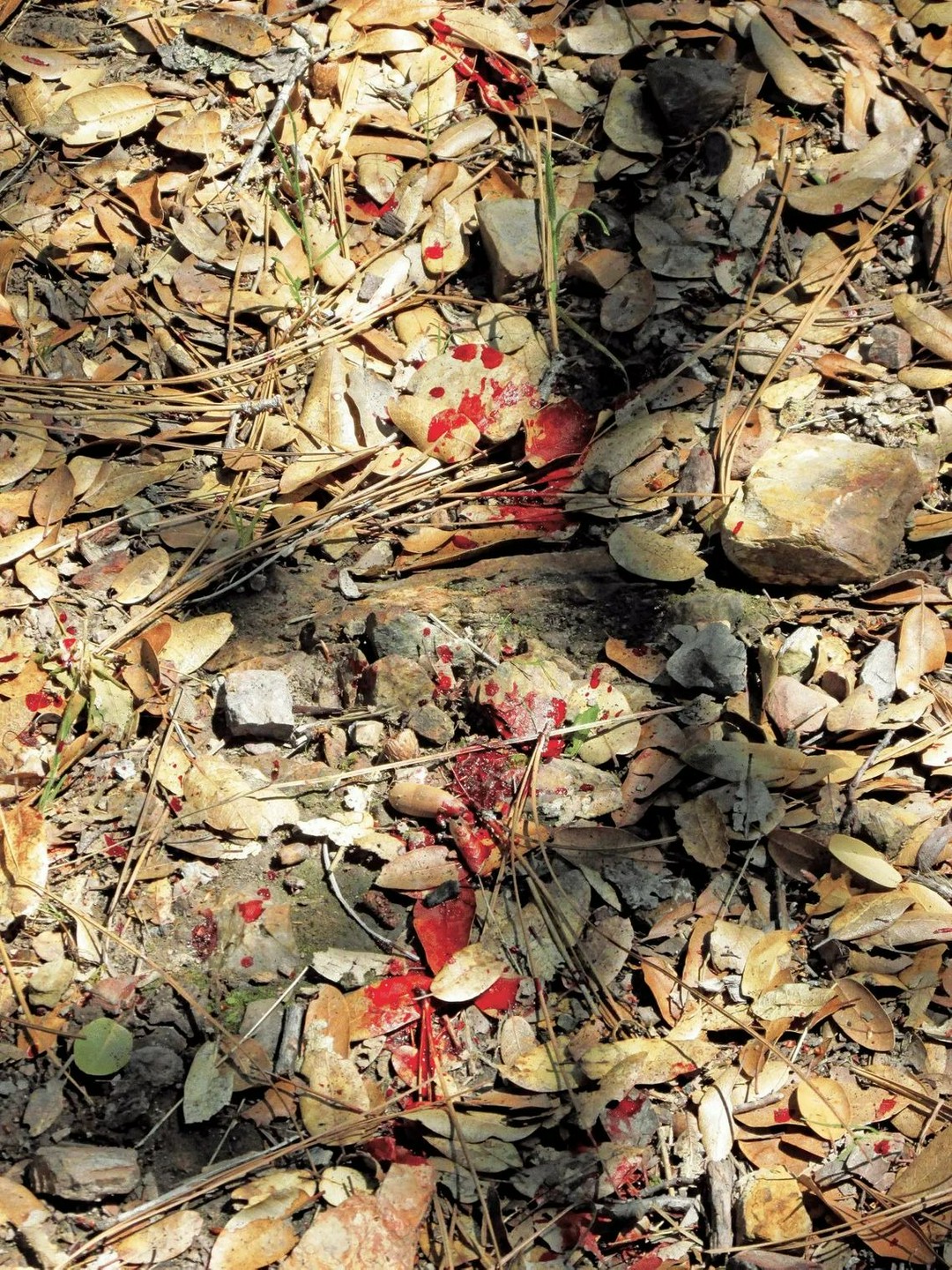 Don’t lose your deer! My blood trailing hacks win