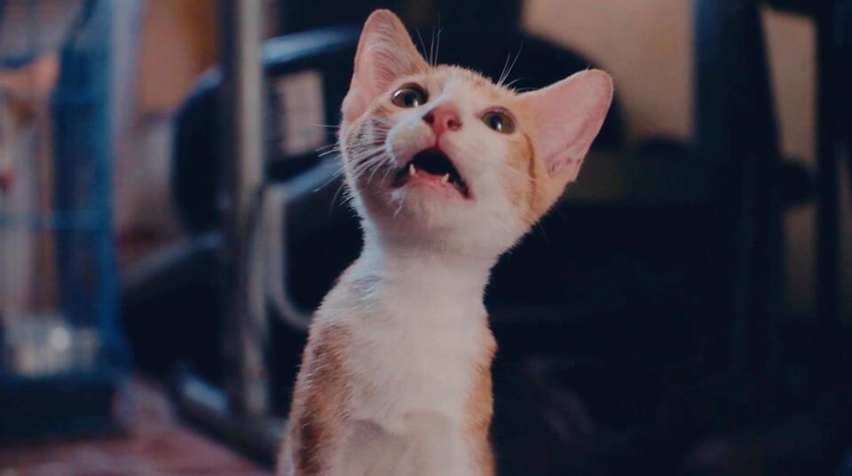 CatVideoFest Drama: Dogs Just Can’t Compete 🐾