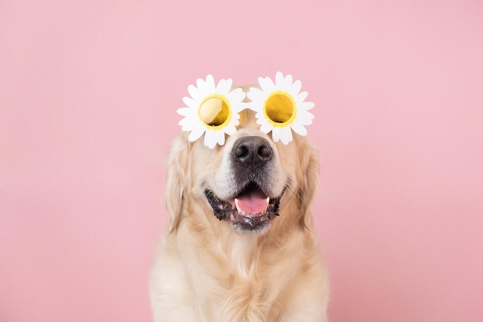 Golden Retriever brings joy to senior home