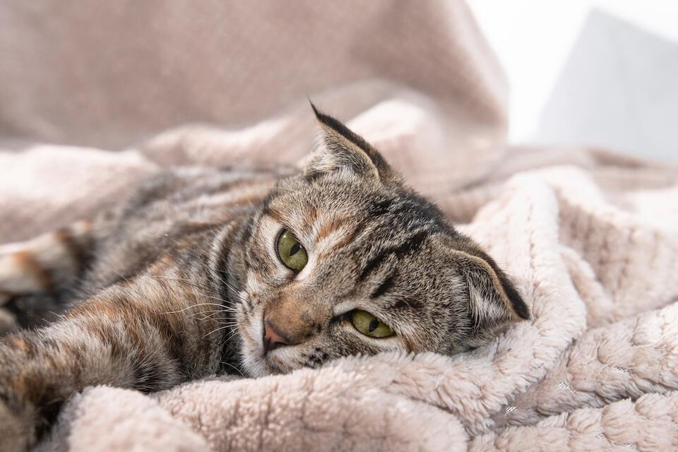 Cat Mom’s Heartbreak Gets the Sweetest Fix