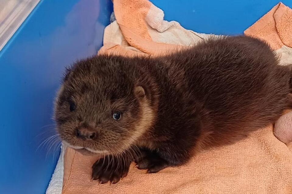 Otter Cub Crashes Flamingo Party