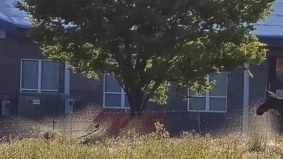 Moose shuts down Soap Lake dog park