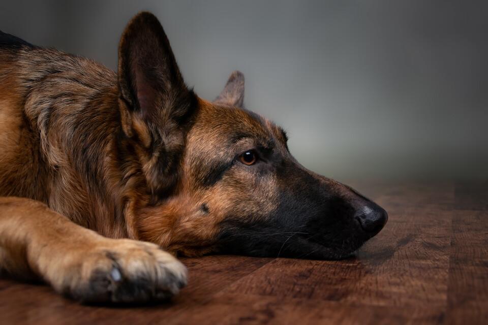 German Shepherd’s Oscar-Worthy Tantrum