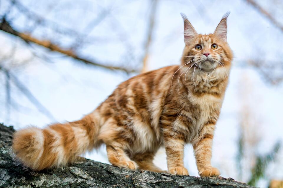 Maine Coon Claims the Buck Throne