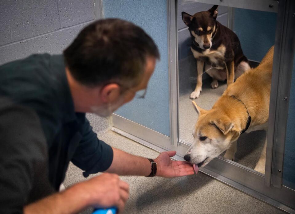 Bloomington shelter at breaking point: Fee-free adoptions