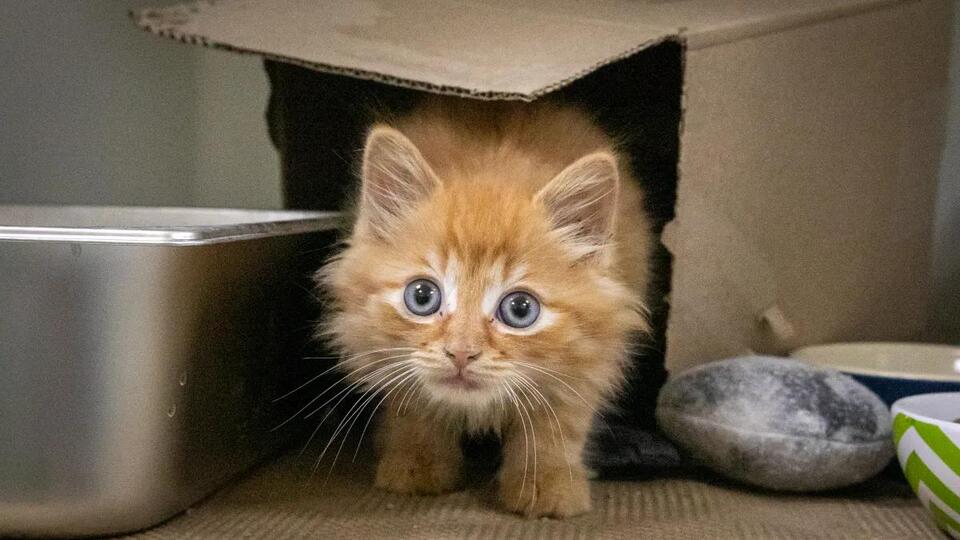 Kitten rescued from Canton storm drain