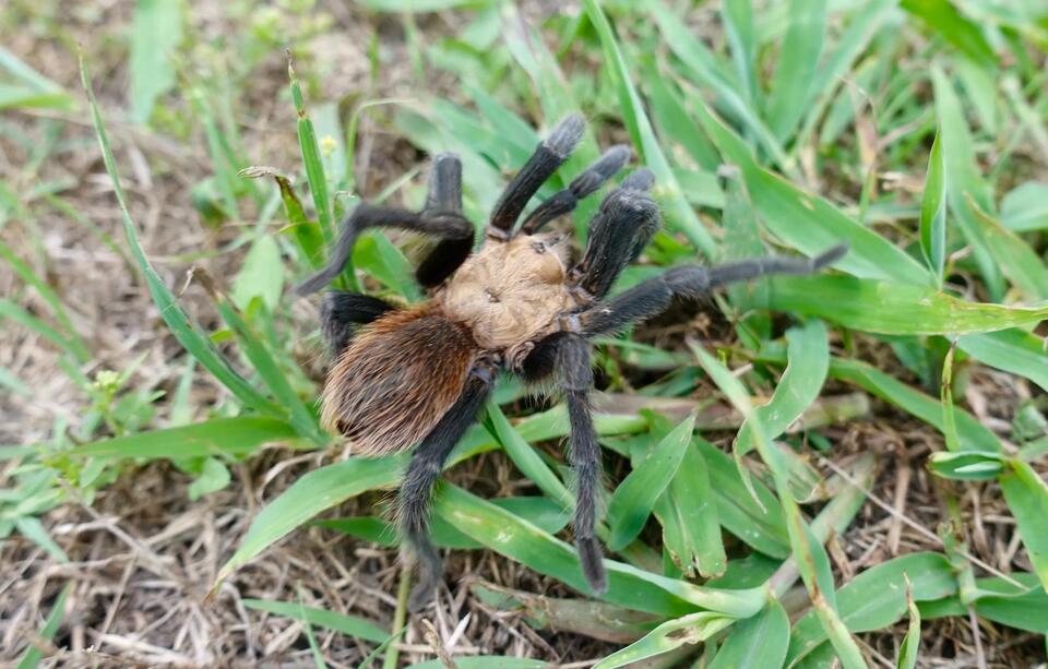 Tarantula season brings wild visitors to North Texas