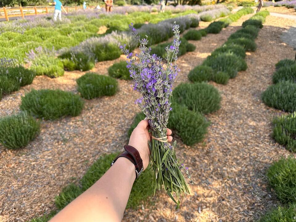 Denver’s lavender cider season is here!