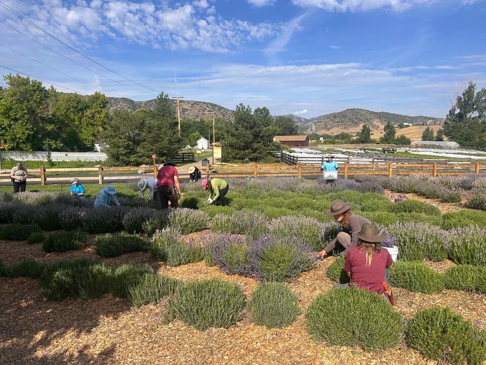 Denver’s lavender cider season is here!