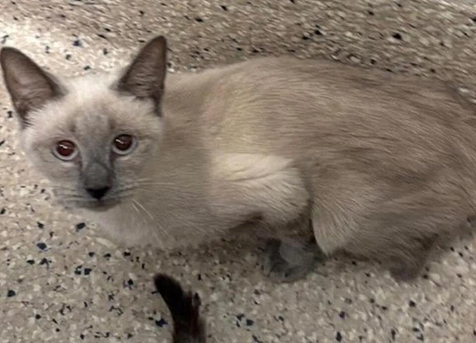 Northglenn animal rescue: How you can help