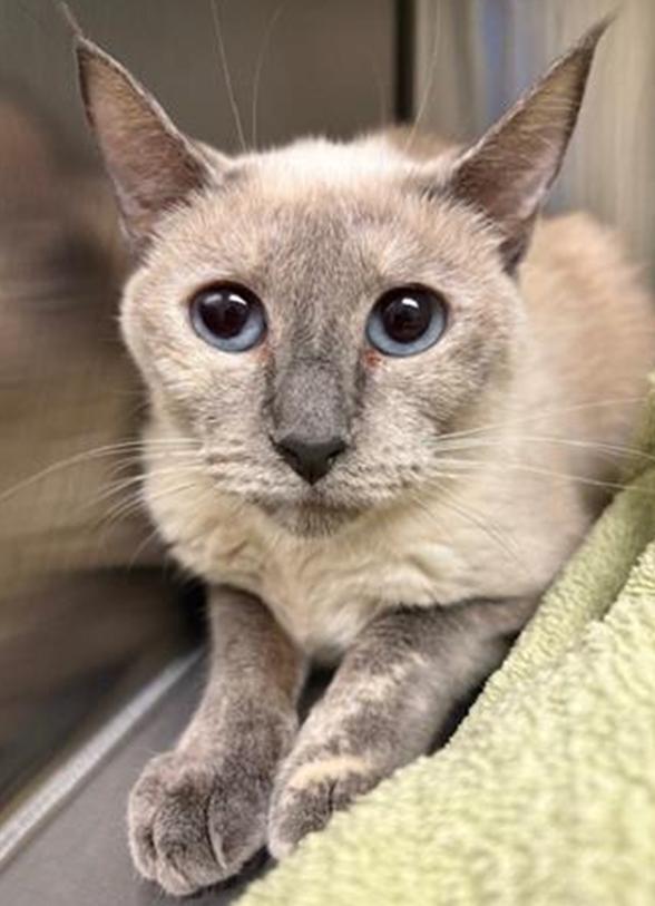 Northglenn animal rescue: How you can help
