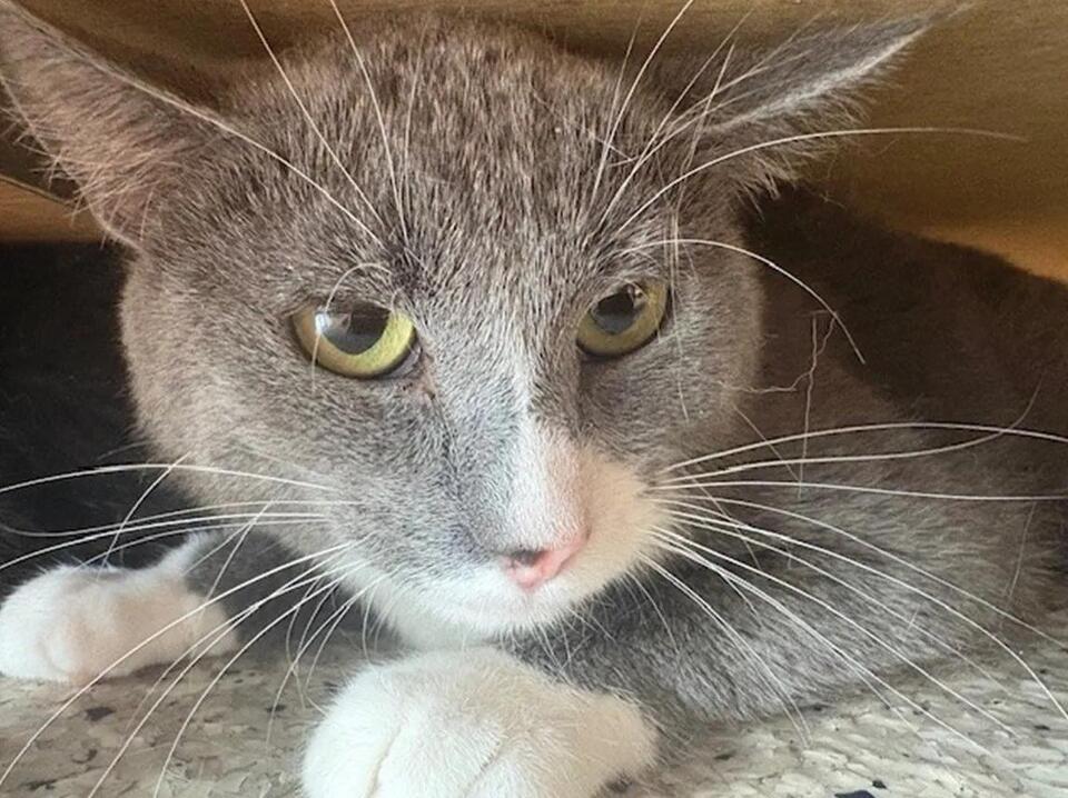 Northglenn animal rescue: How you can help
