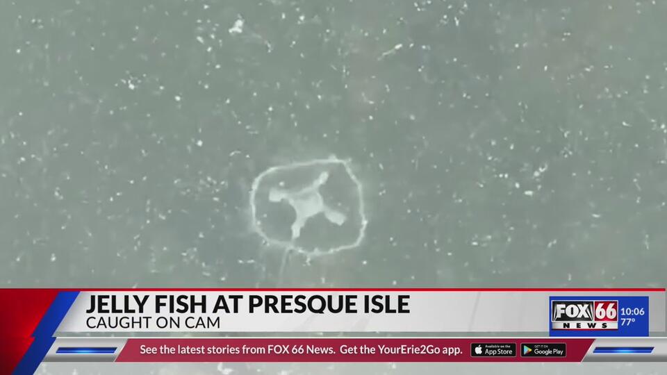 Jellyfish surprise at Presque Isle