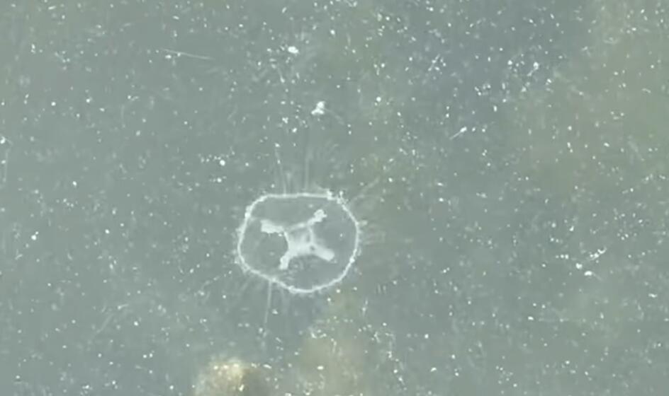 Jellyfish surprise at Presque Isle