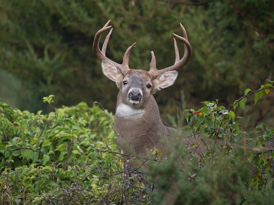 Should you hunt buck bedding during the rut?